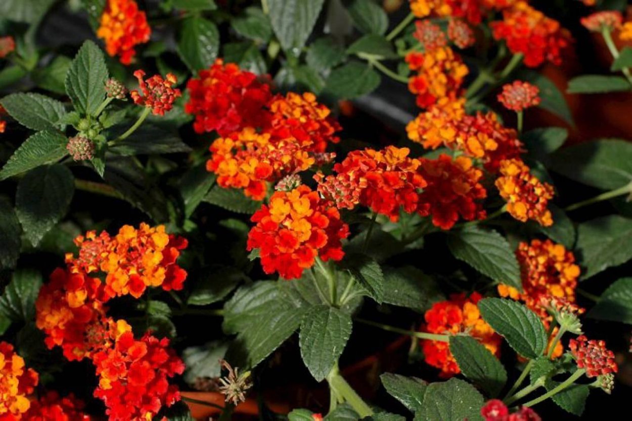 Вербена Пикчерз