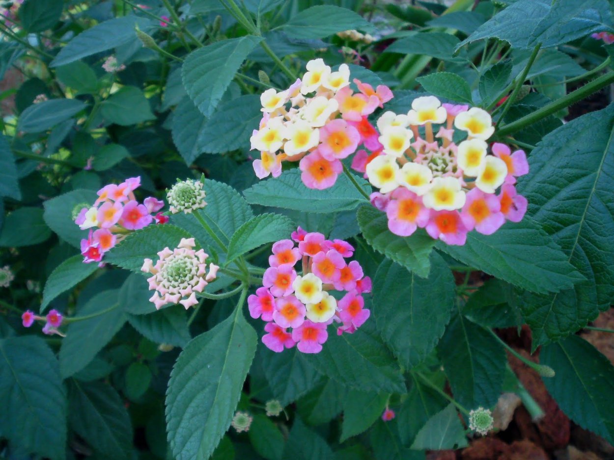 Лантана турецкая