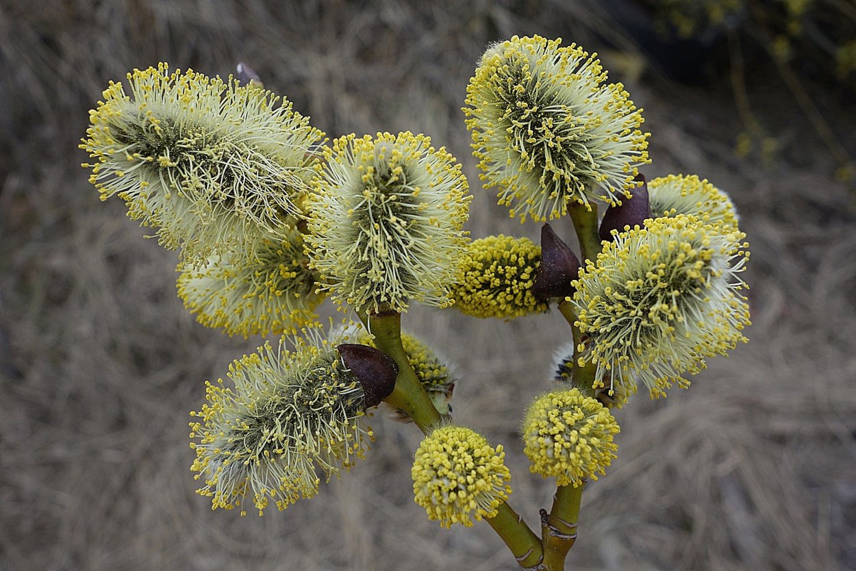Верба гостра сережки