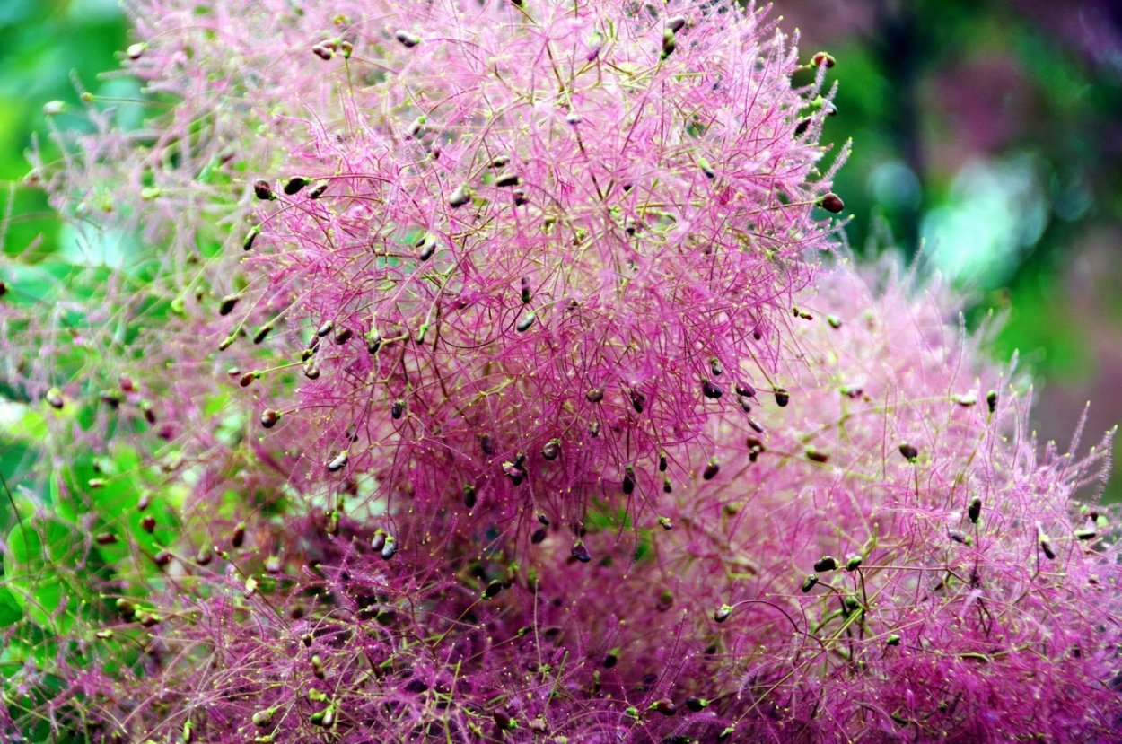 Скумпия соцветие