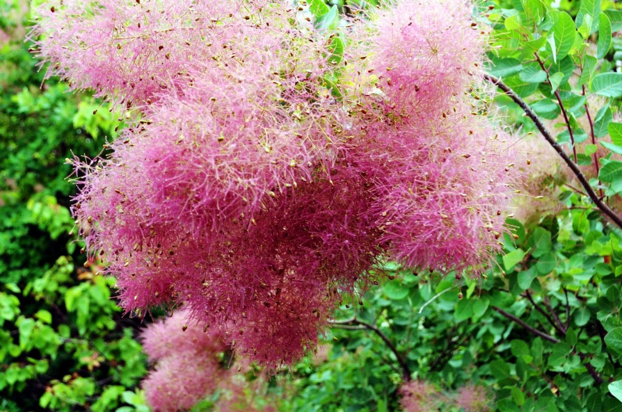 Скумпия Кожевенная соцветие