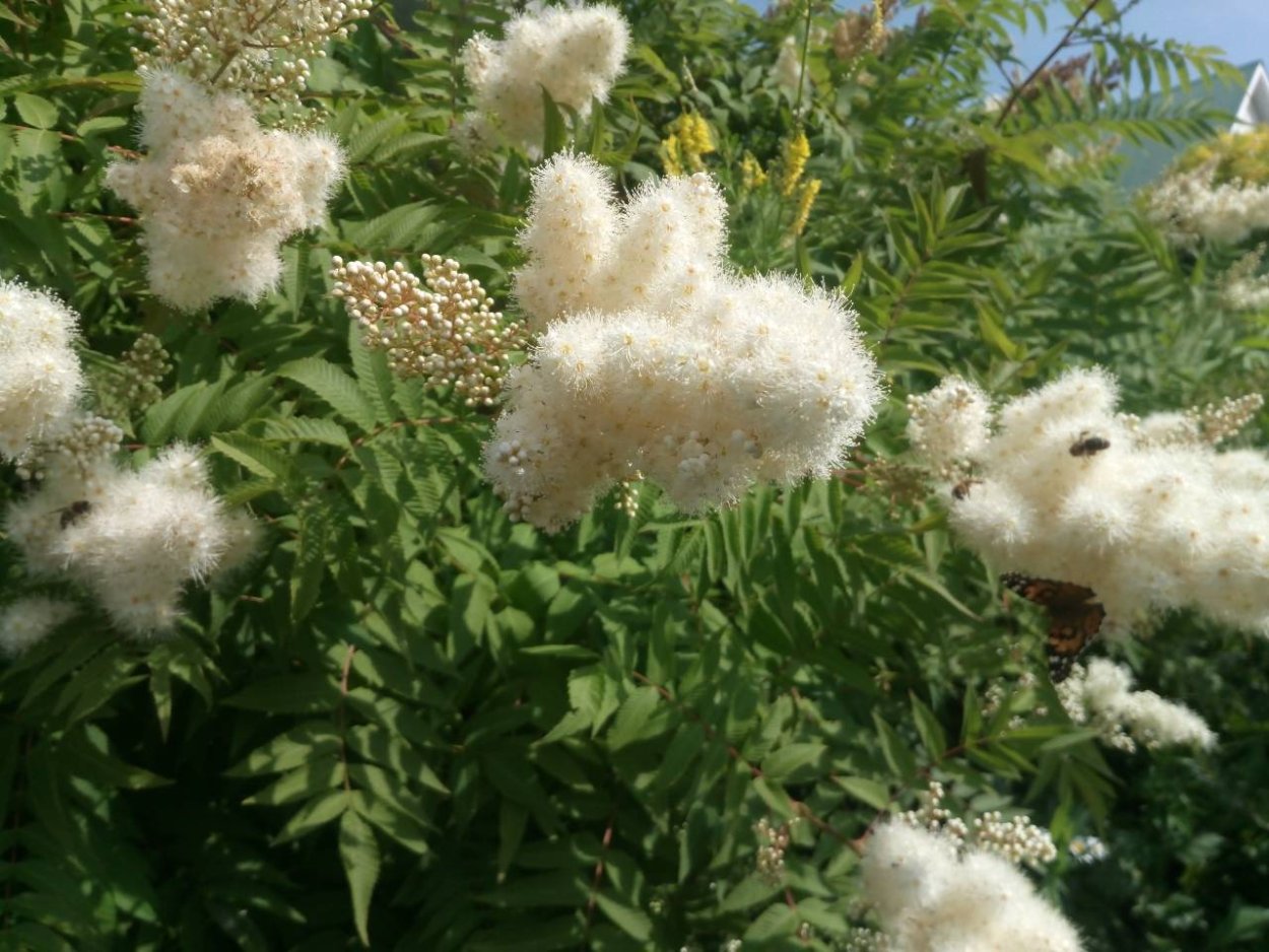 Рябинник рябинолистный (Sorbaria sorbifolia)