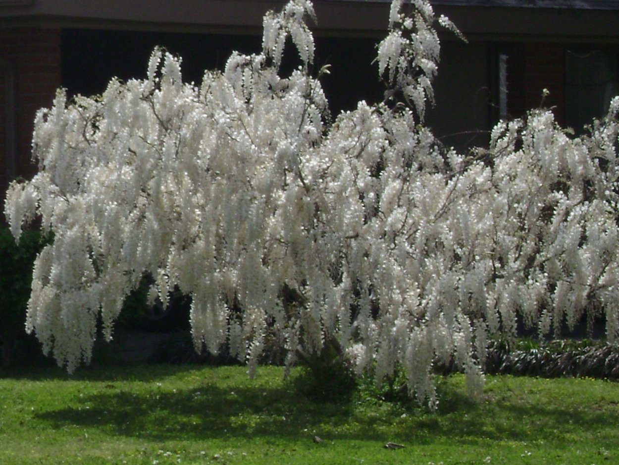 Глициния Клара Мак