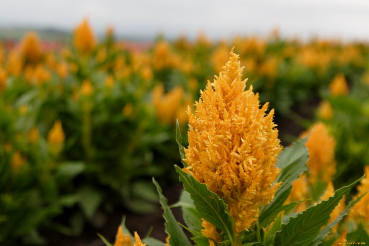 Эстетика Желтова цвета