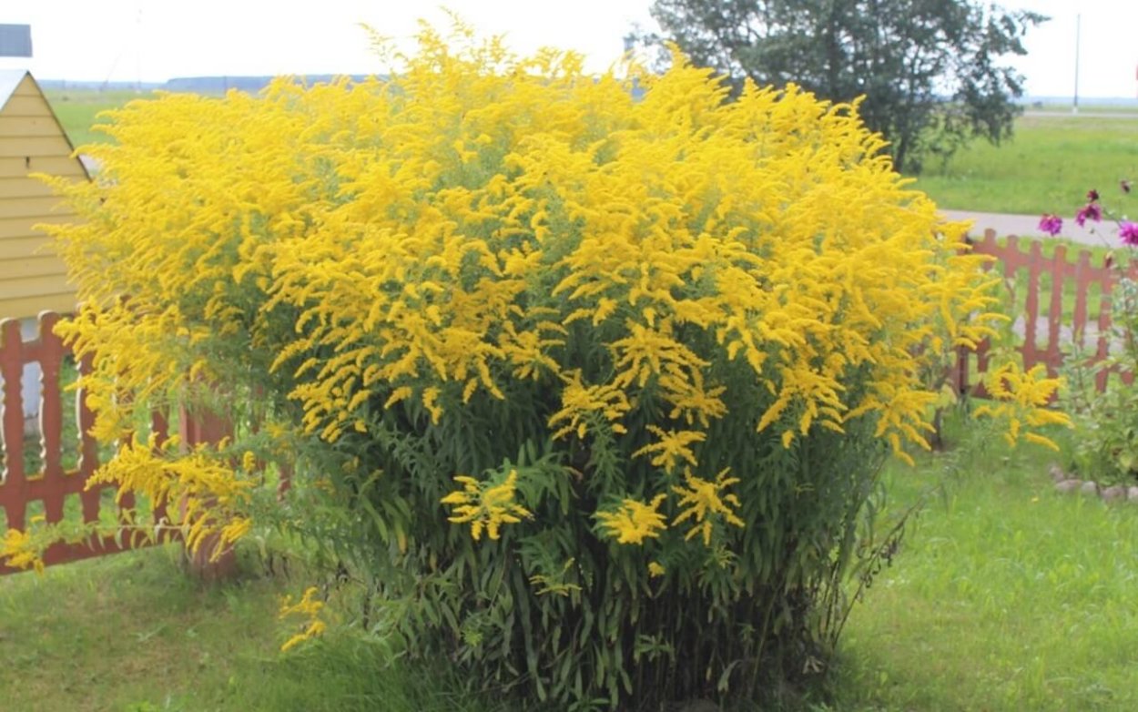 Золотарник канадский (Solidago canadensis)