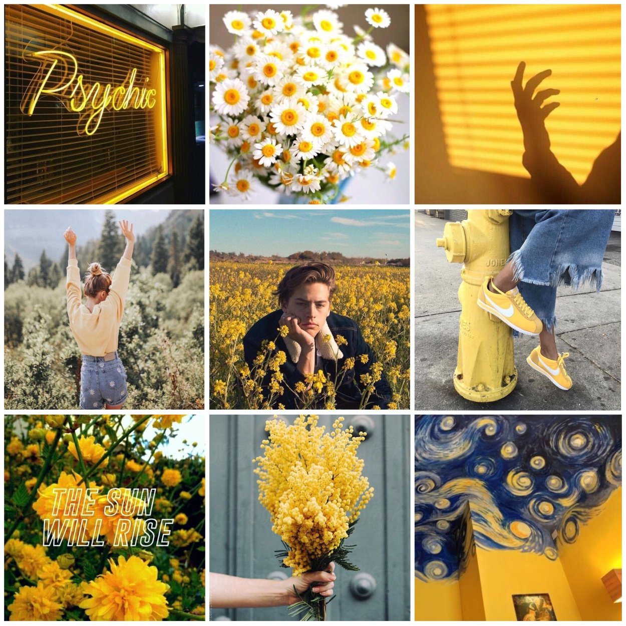 Желтая метла цветы