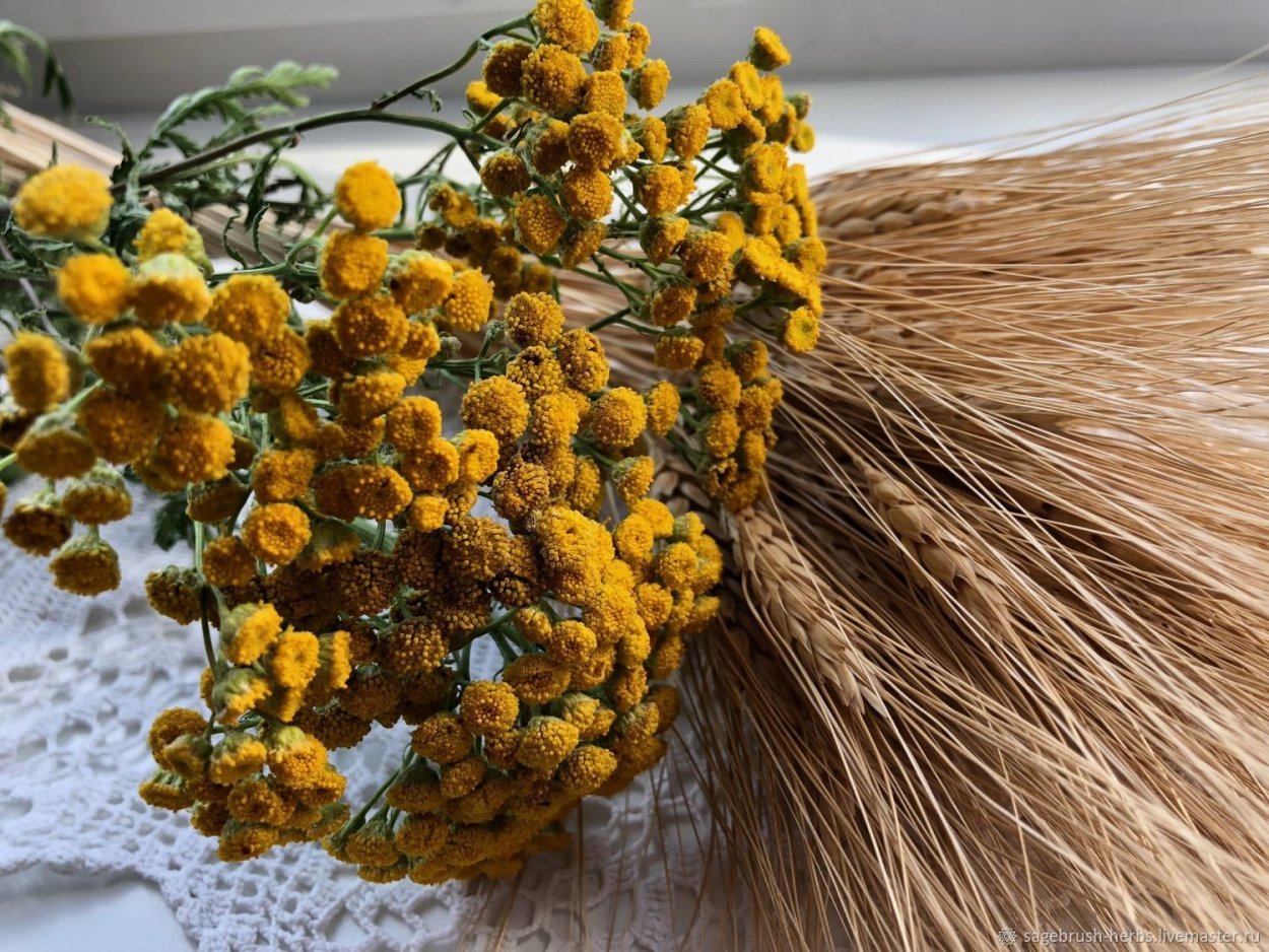 Желтые цветы Мимоза