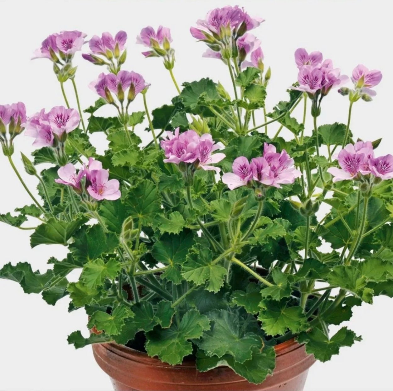 Пеларгония odorata Cola