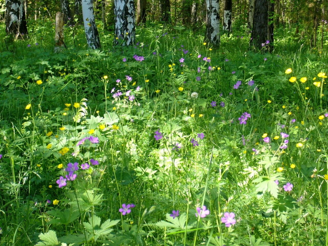 Цветы на опушке леса