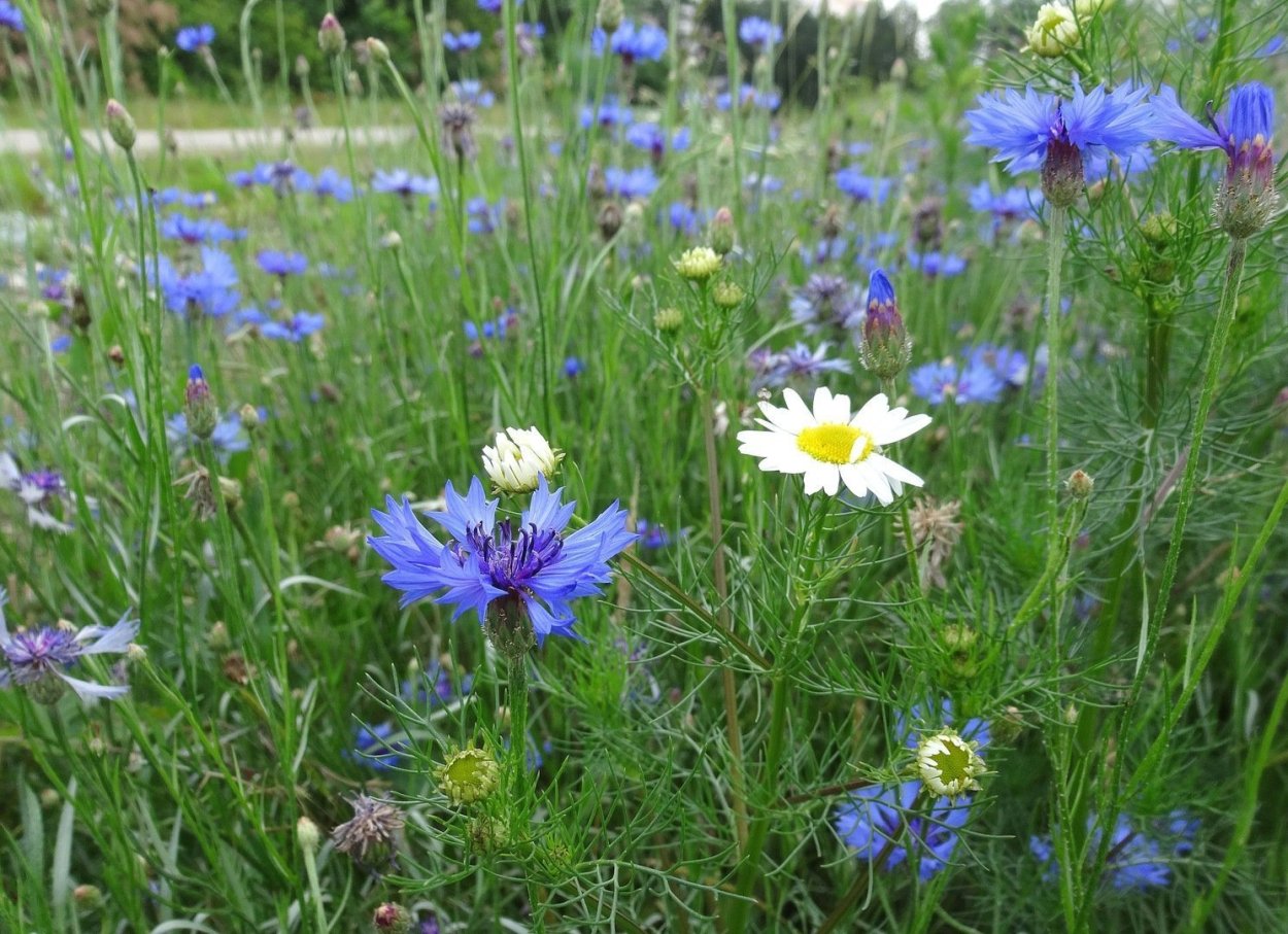 Аромат полевых цветов