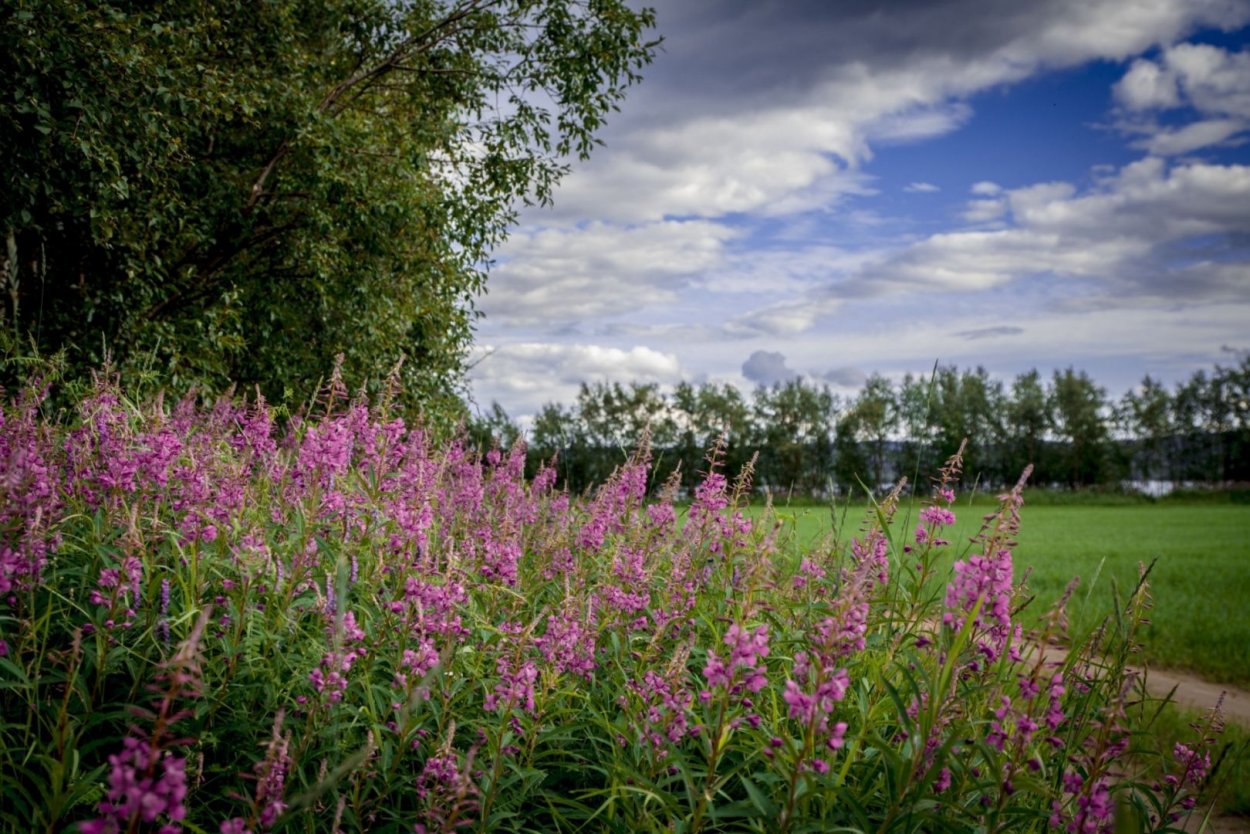 Иван чай кипрей Луговой