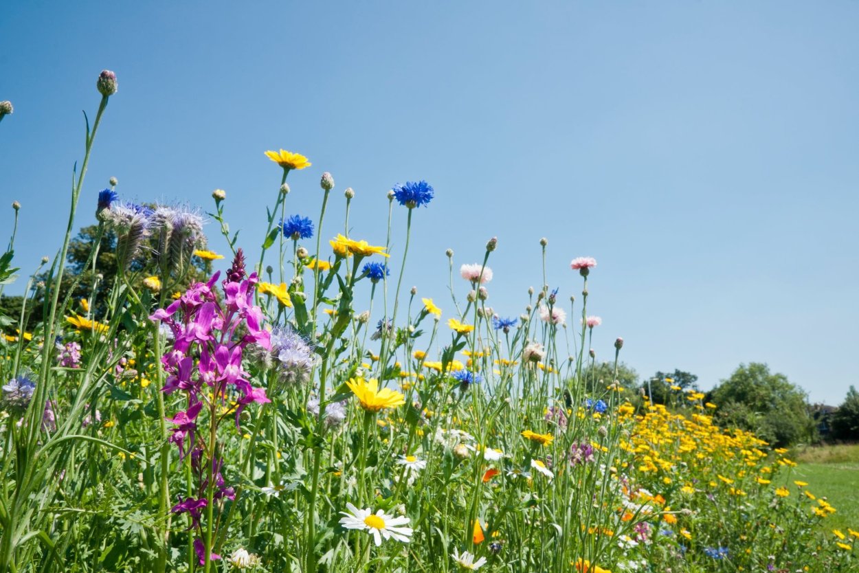 Незамаевские разнотравье Луга