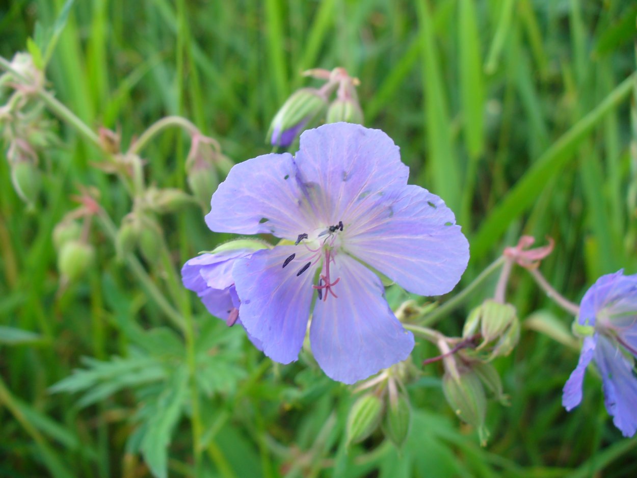Луговой Василёк и Лютик