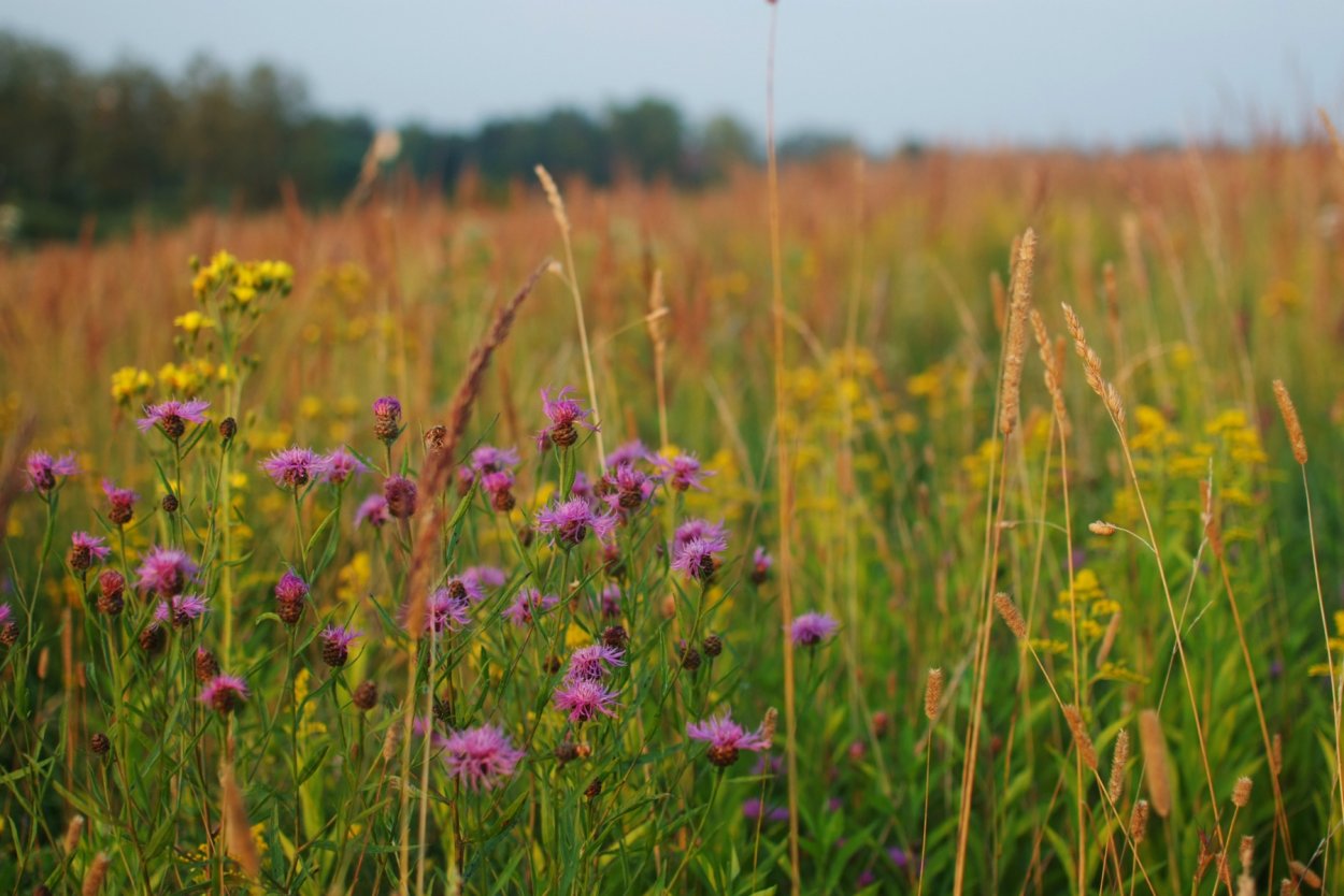 Степное Разнотрав трава