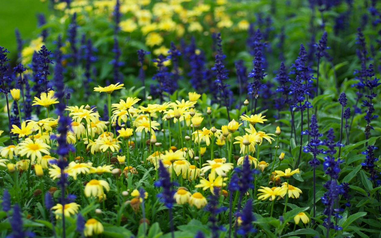 Разнотравье Донской степи