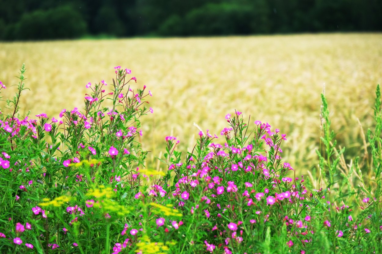 Иван чай Луга