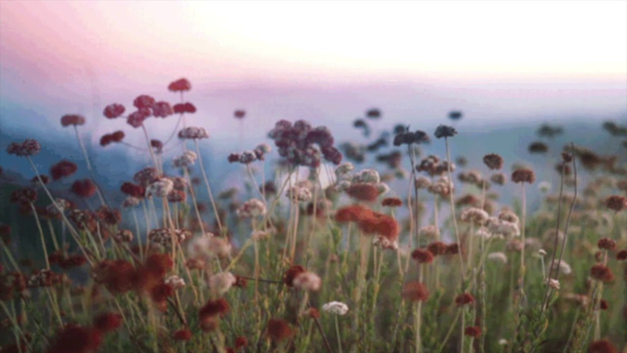 Полевые цветы ветер