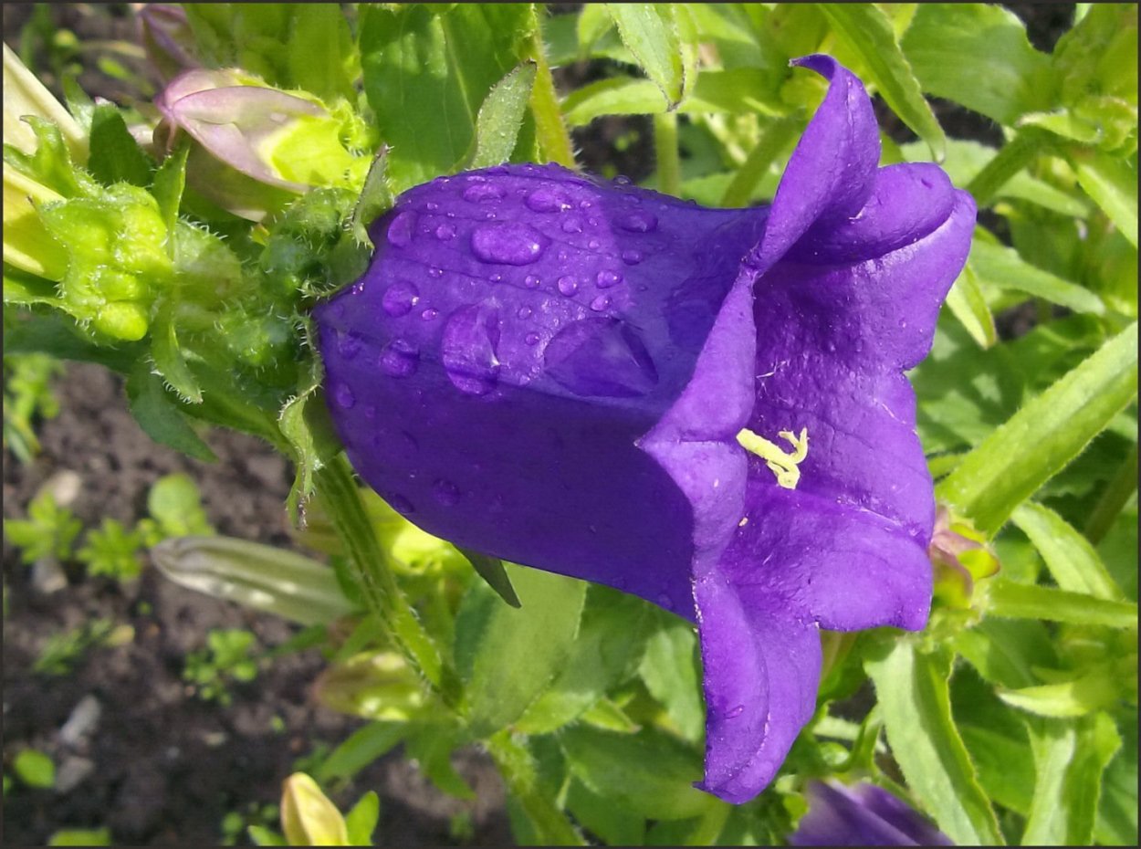 Колокольчик махровый граммофончики