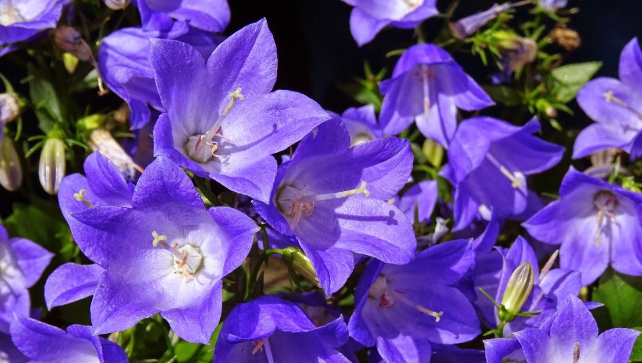 Колокольчик Кампанула