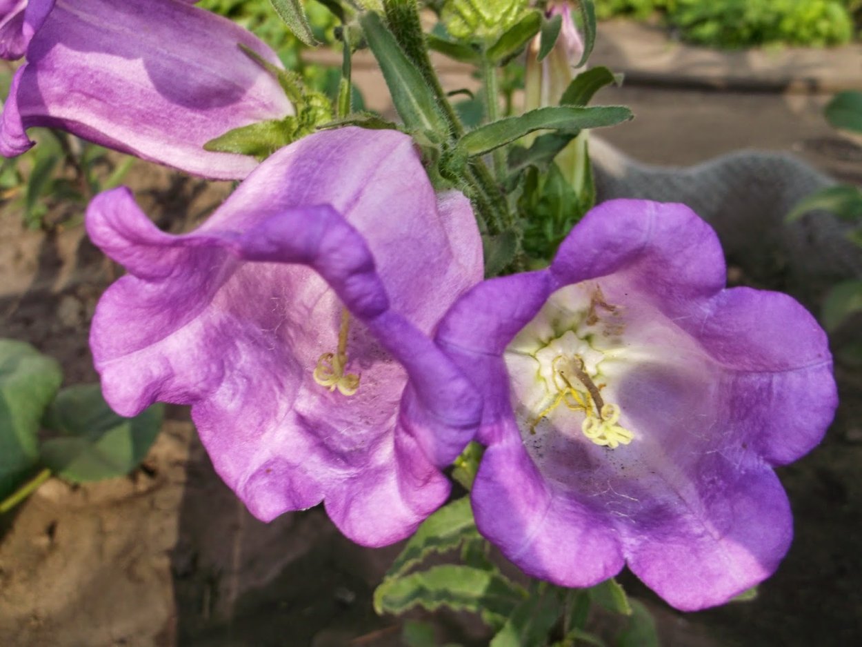 Колокольчик средний Кампана Лилак