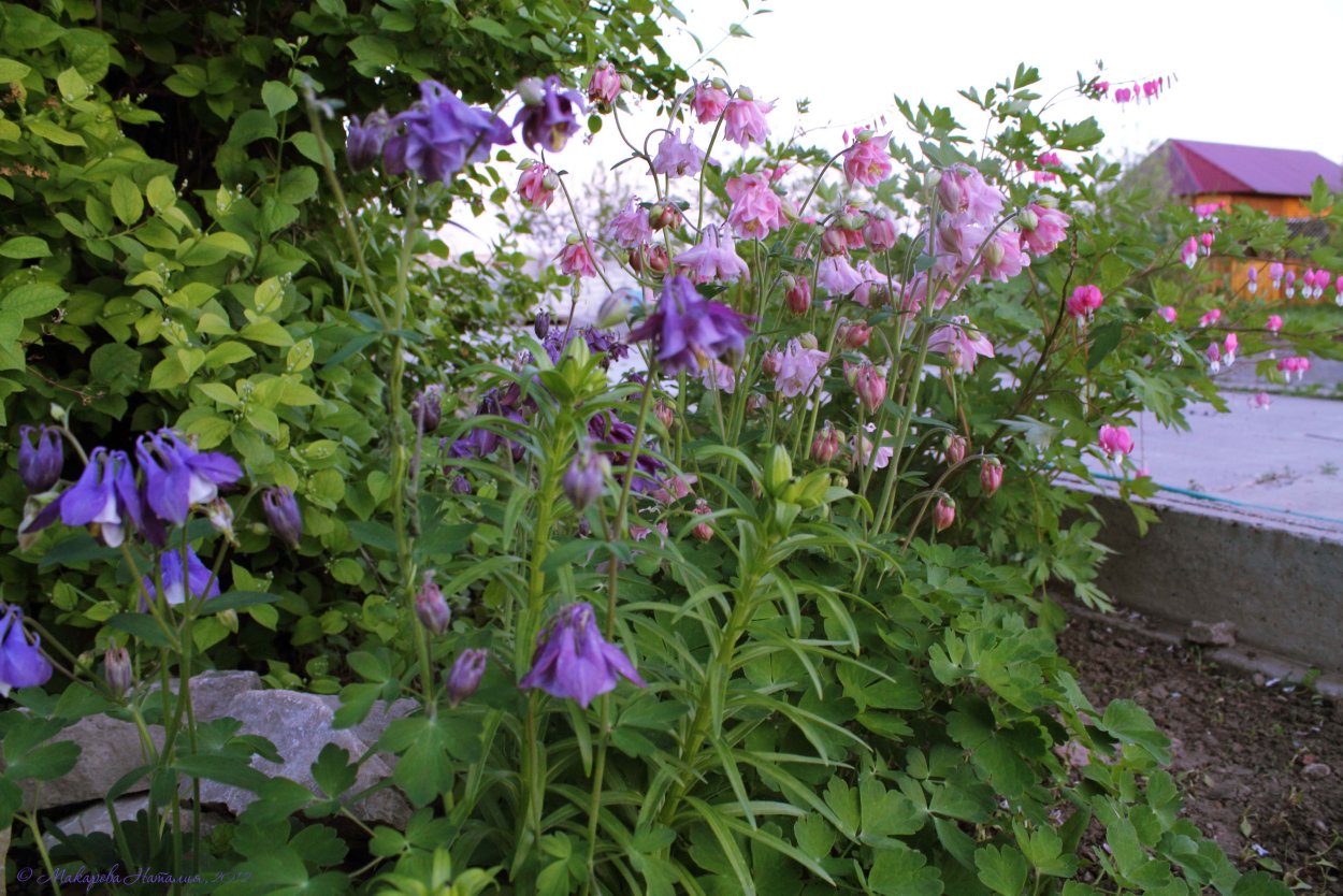 Цветы колокольчики Аквилегия