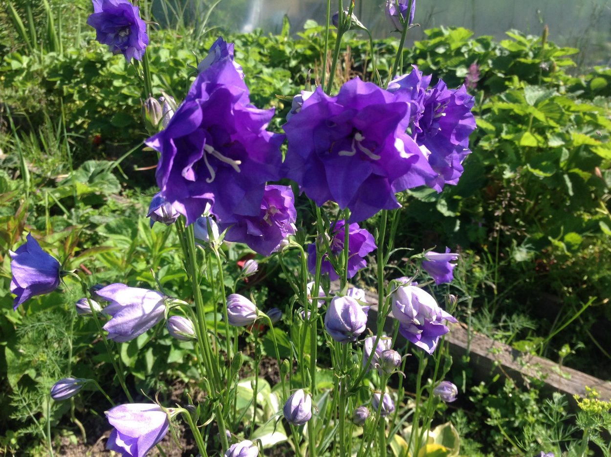 Цветы многолетники колокольчик персиколистный