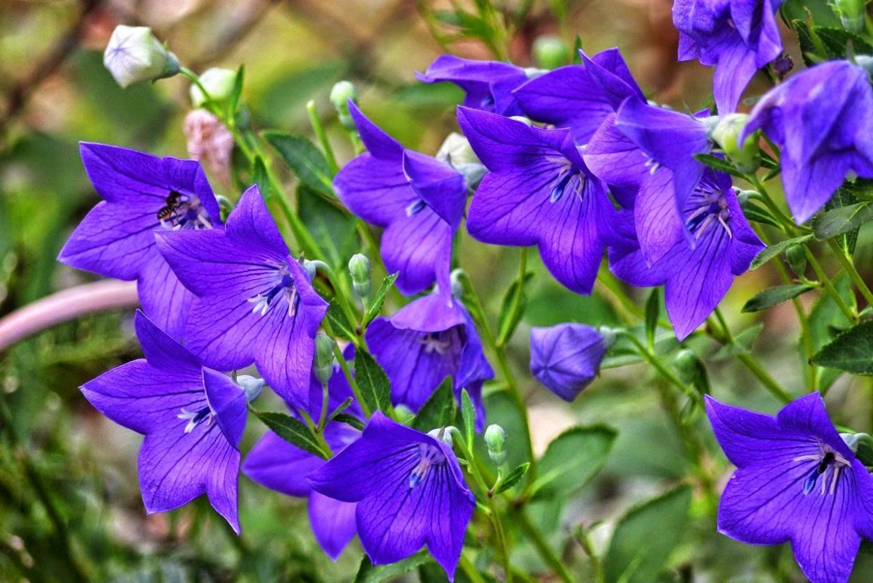 Колокольчик Кампанула