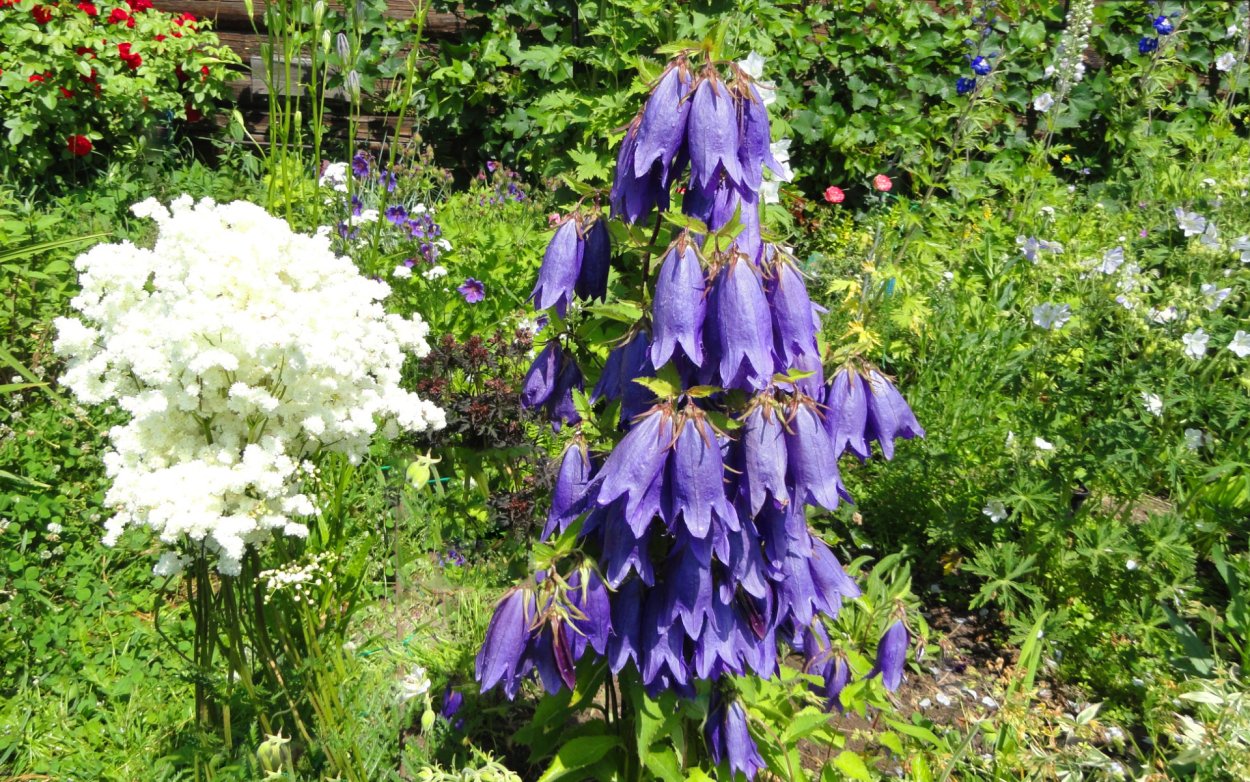 Колокольчик точечный "Purple Sensation"