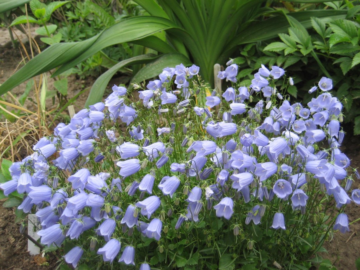 Колокольчик ложечницелистный