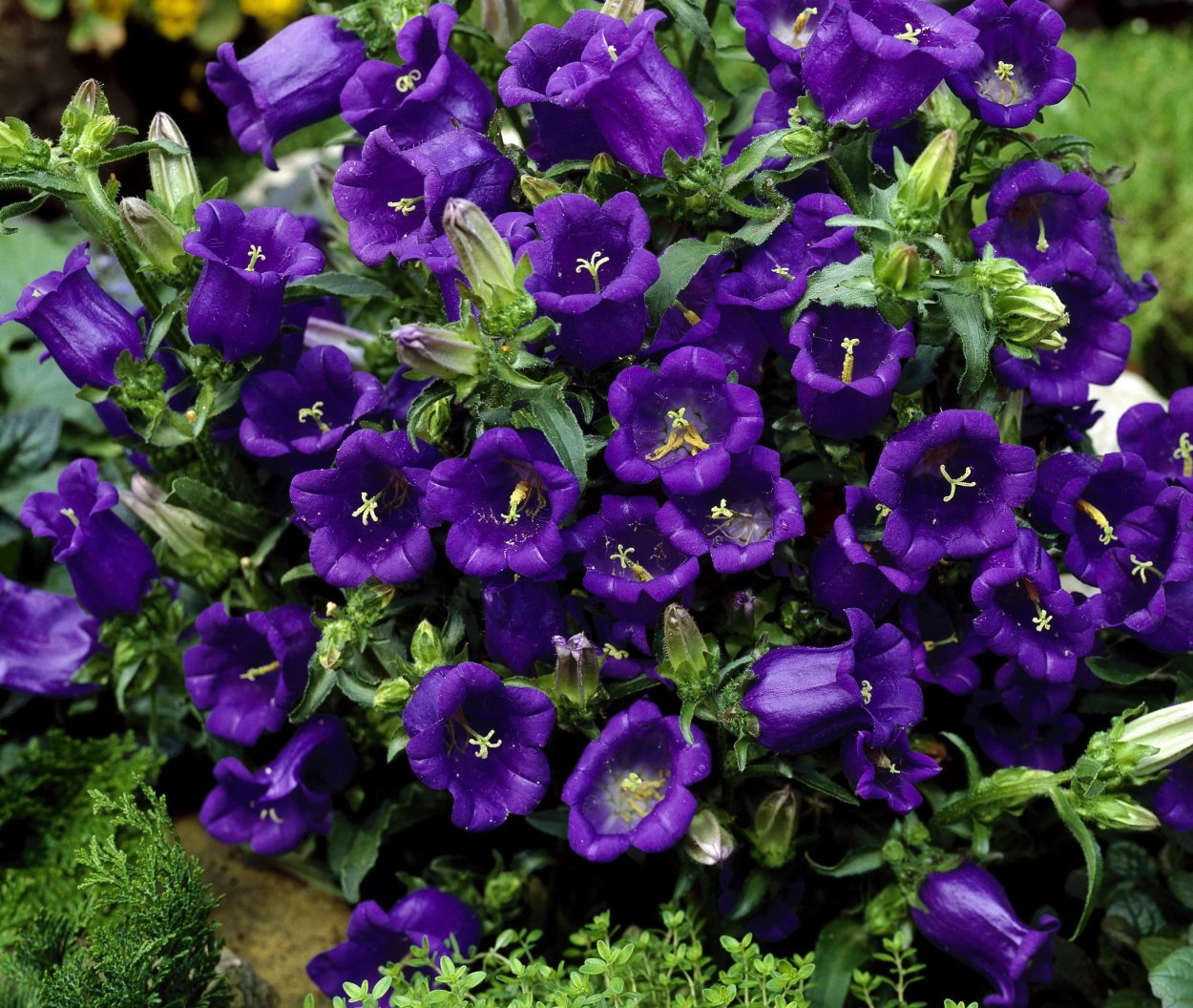 Колокольчик Кампанелла