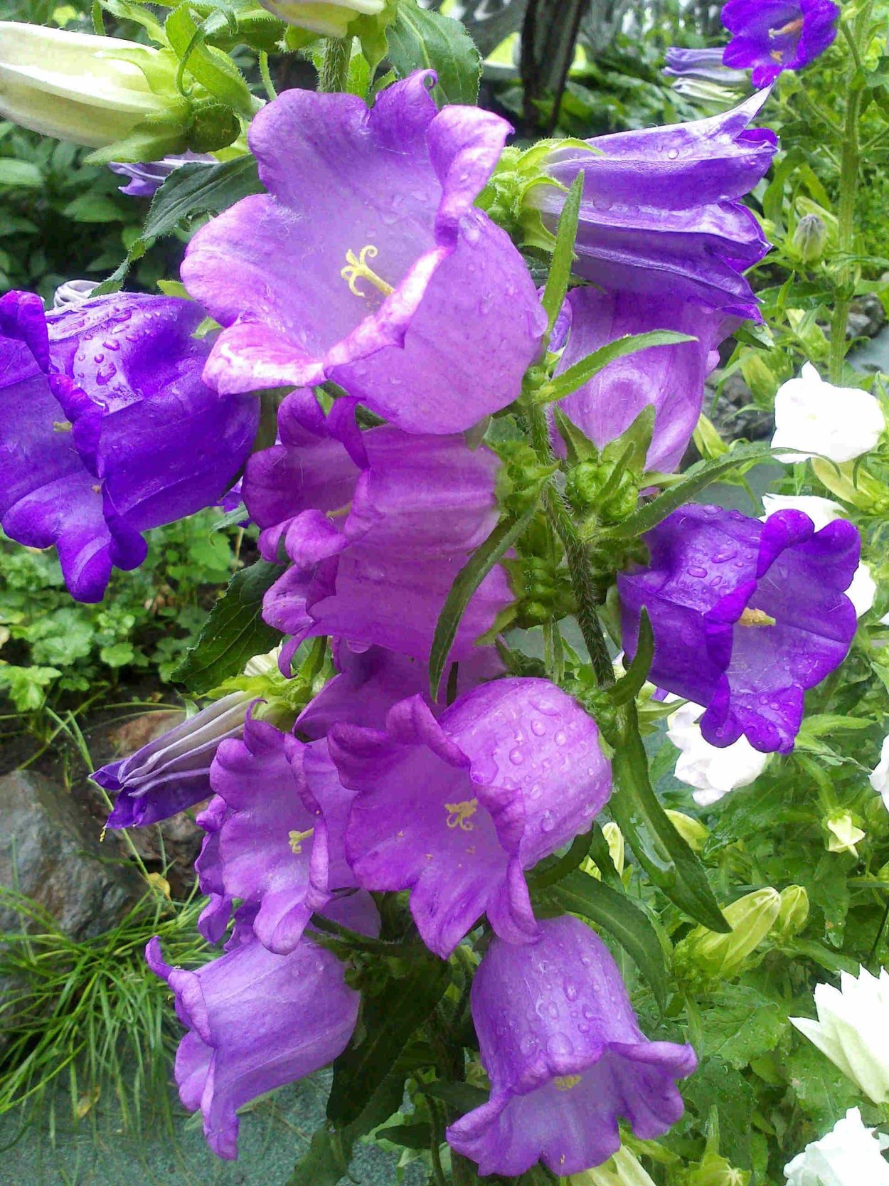 Колокольчик Кампанула многолетний