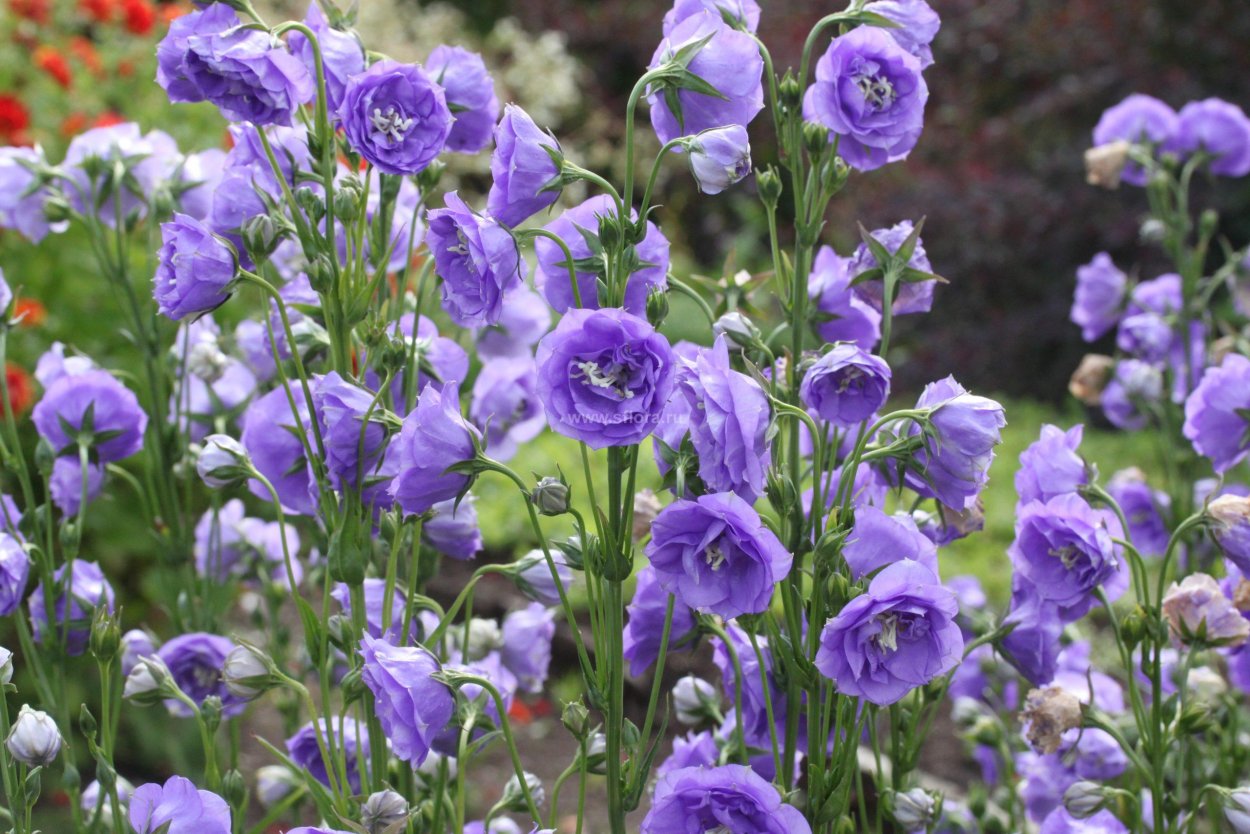 Колокольчик персиколистный ла Белль