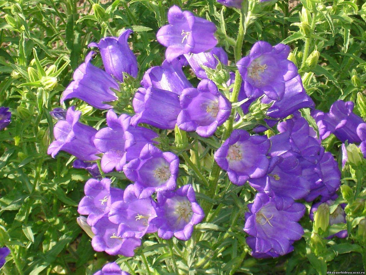 Колокольчик Кампанула многолетний