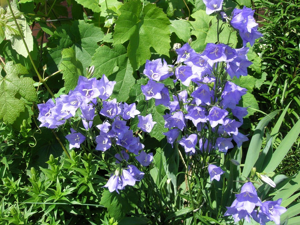 Морис колокольчики