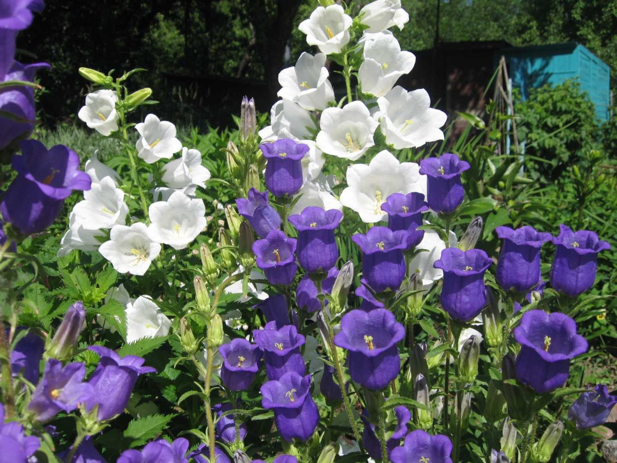 Колокольчик Кампанула Медиум