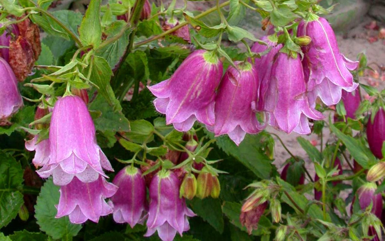 Колокольчик розовый