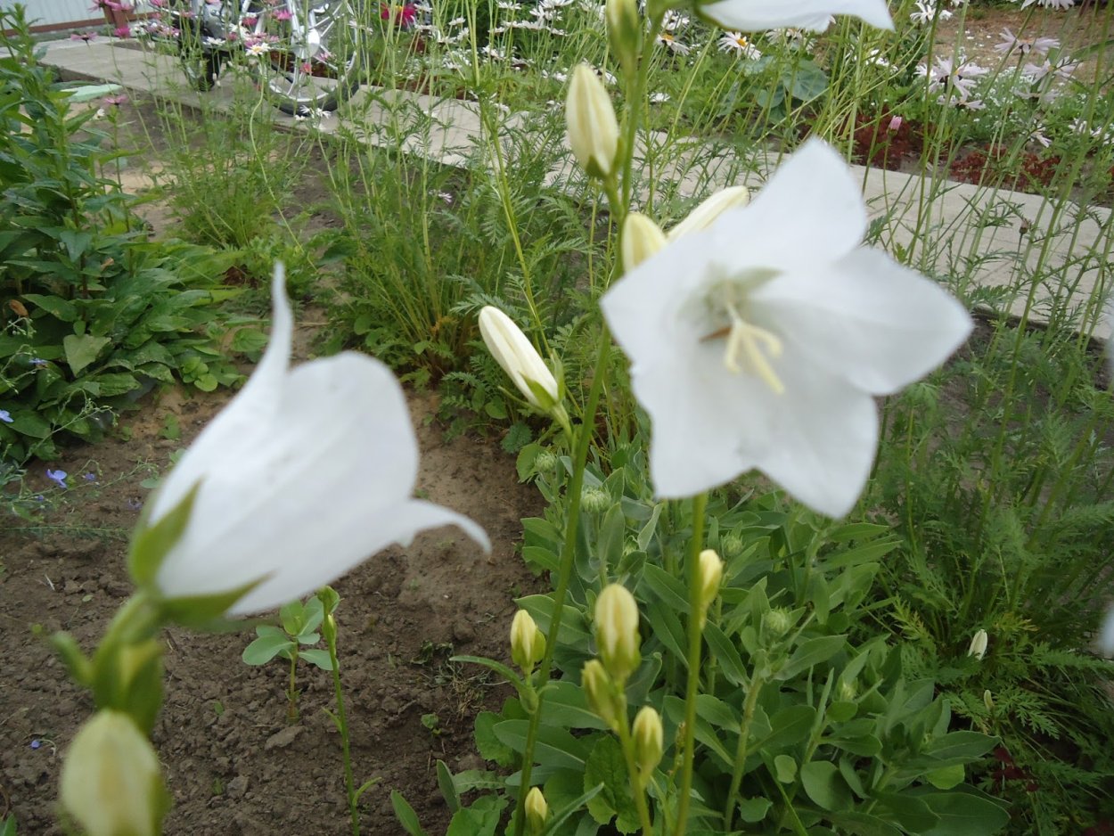 Колокольчик многолетний Снана Нэнси