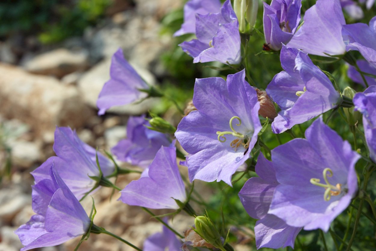 Колокольчик Карпатский (Campanula Carpatica)