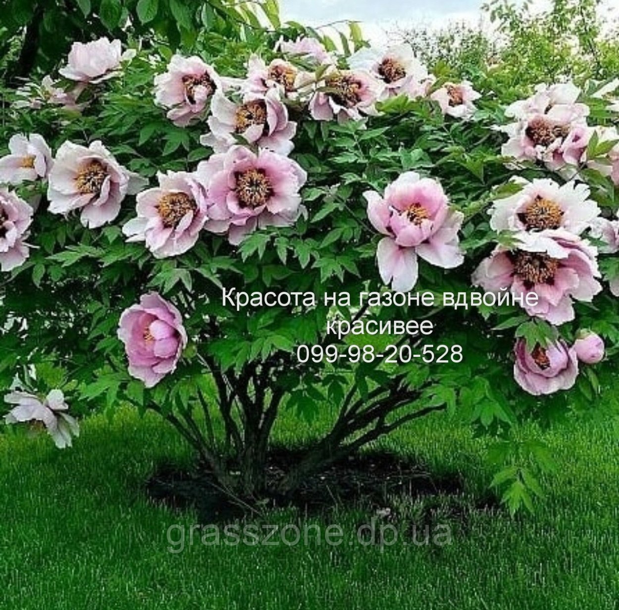 Пион древовидный Анастасия Сосновец