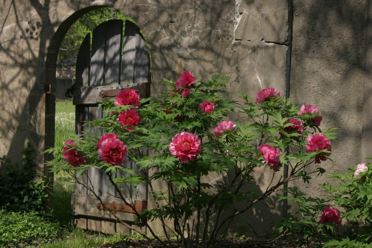 Древовидный пион в ландшафте