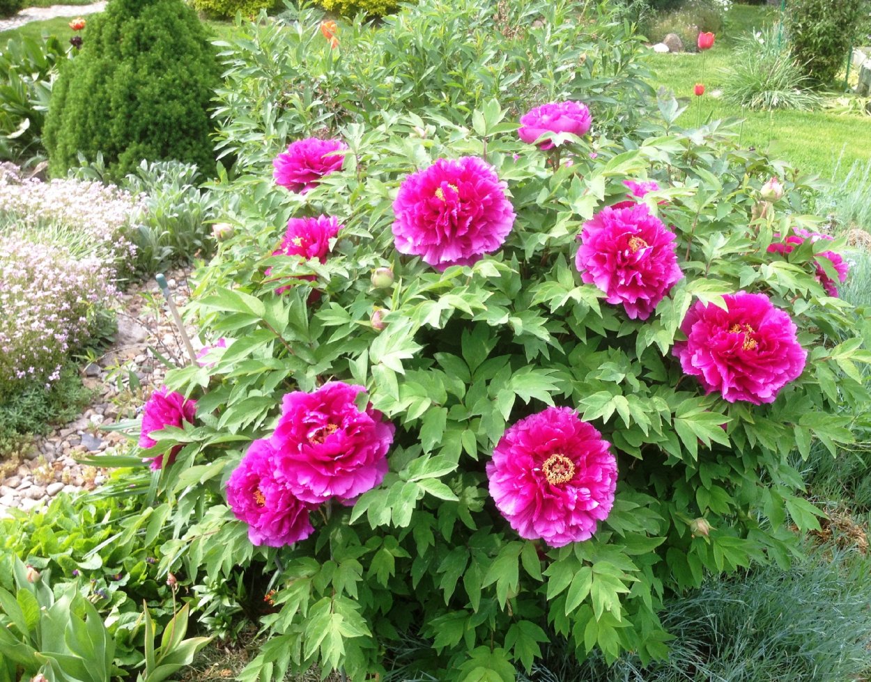 Миксбордер с пионами