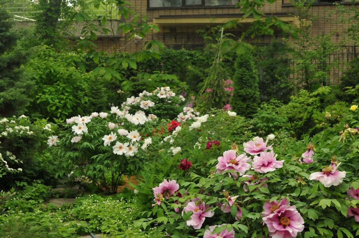 Пион древовидный Ботанический сад ПБ