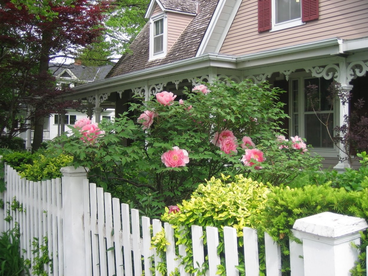 Древовидный пион в ландшафте