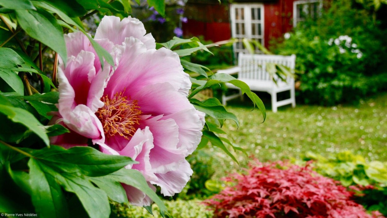 Пион древовидный Микеланджело