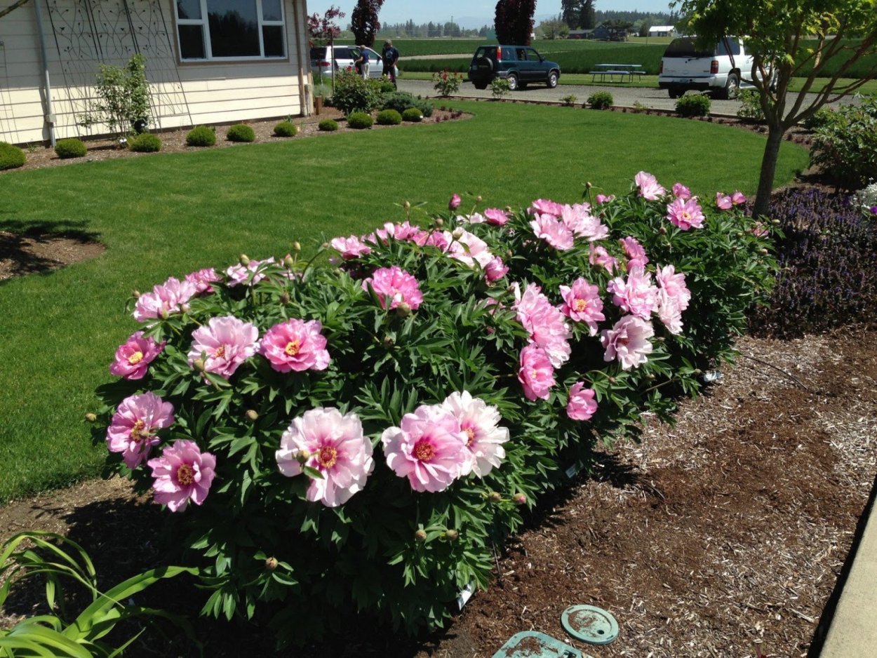 Древовидный пион Бартзелла