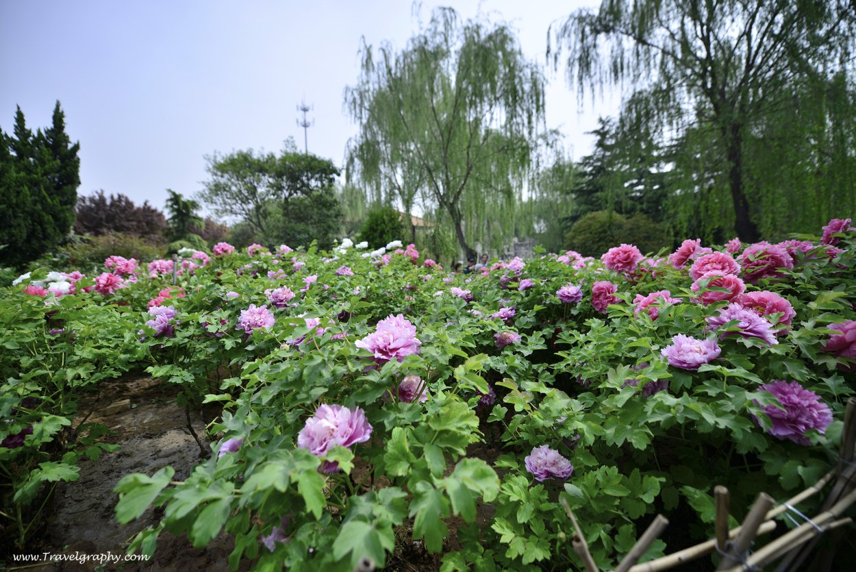 Город Лоян пион древовидный