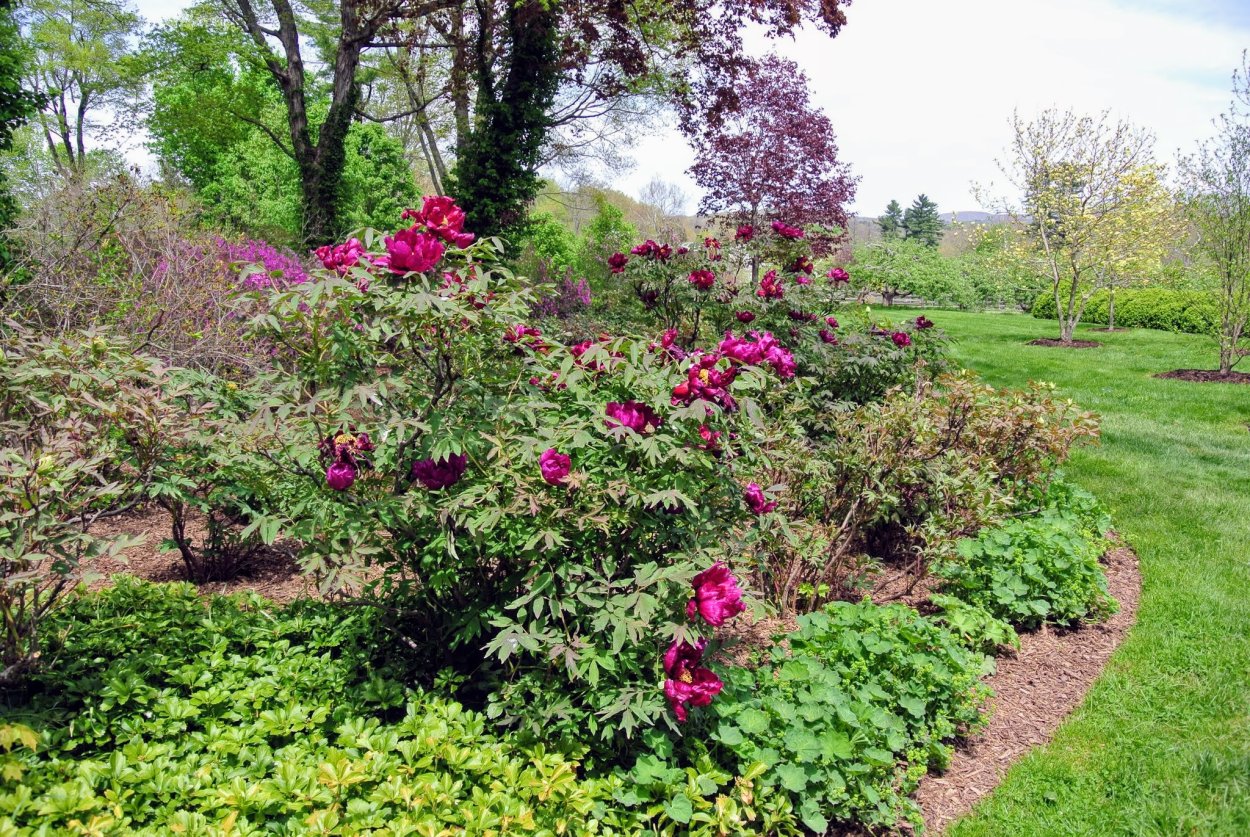 Древовидный пион в ландшафте