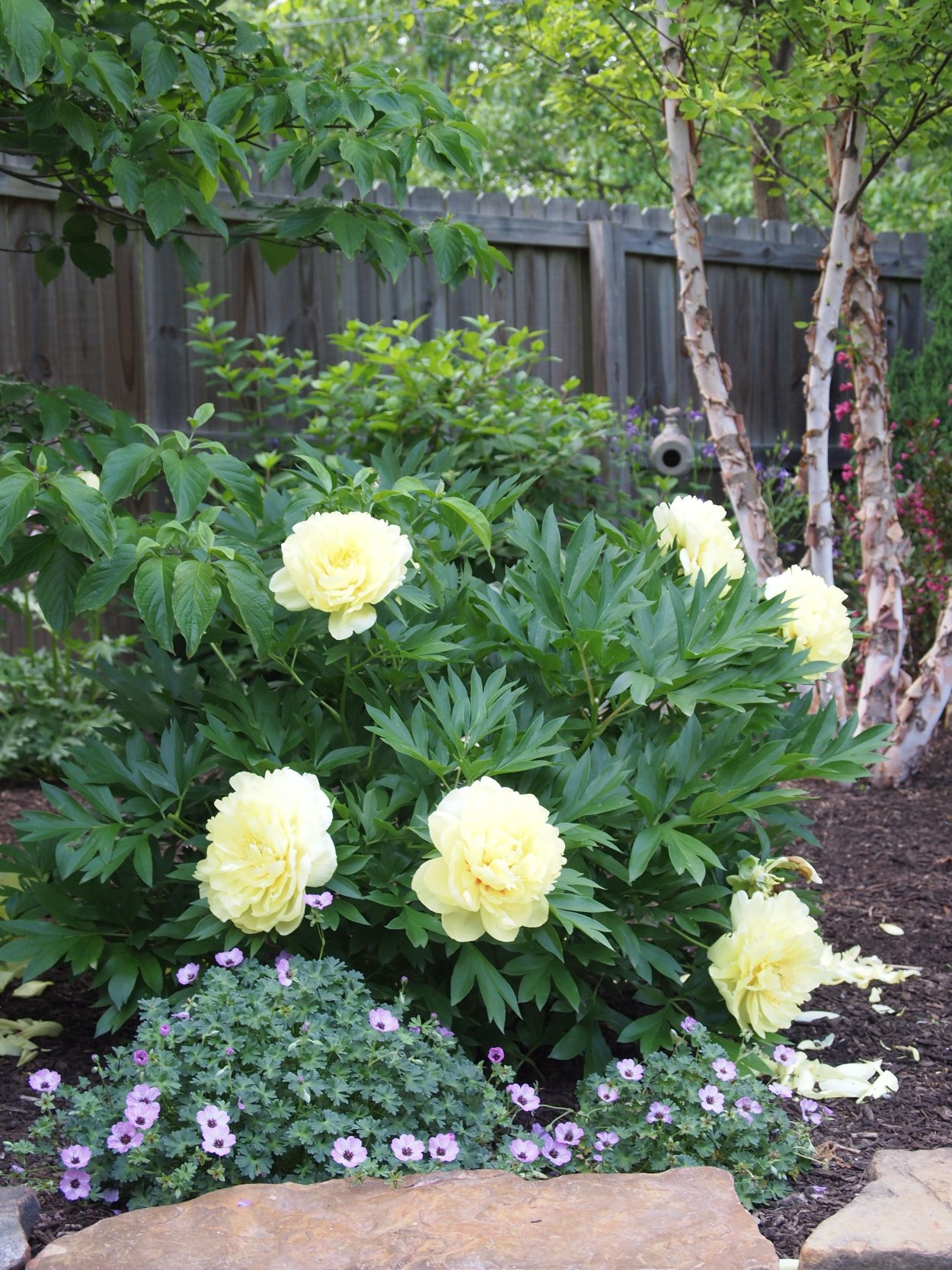 Waucedah Princess пион древовидный