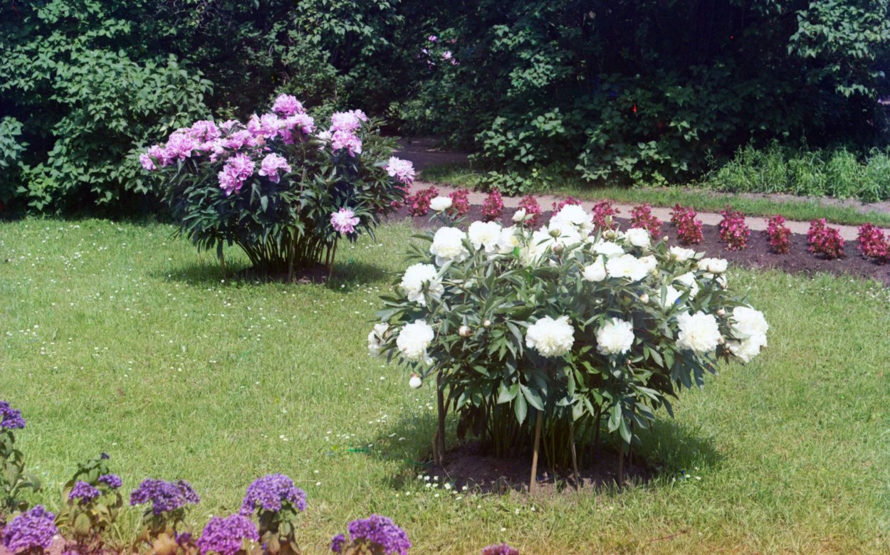 Гортензия Анабель на штамбе