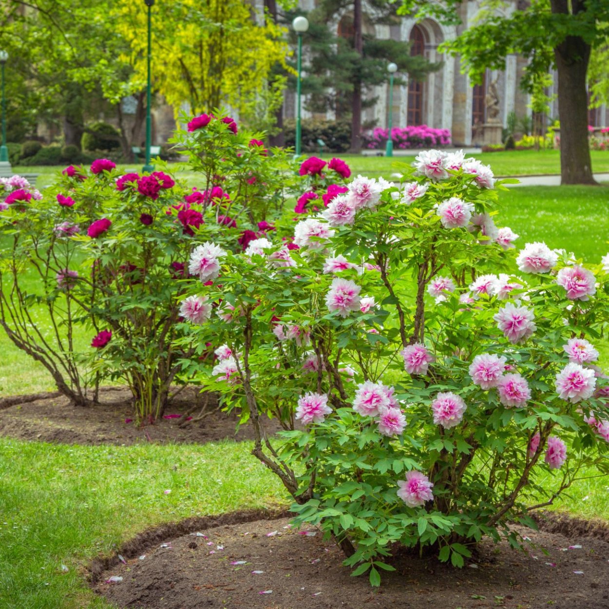 Древовидный пион в ландшафтном дизайне
